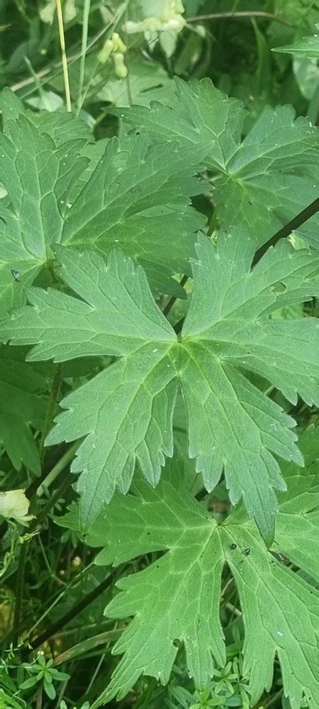 Photo Aconitum Lycoctonum Subsp Vulparia Observation Org