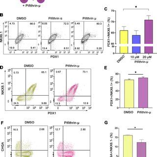 p53 inhibition enhances pancreatic progenitor differentiation into ... 