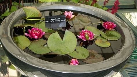 20 Miniature Water Lily Varieties for a Container Water Garden