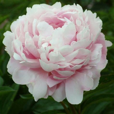 Peony Lady Alexandra Duff Flowers Paeonia Lactiflora Peonies Garden