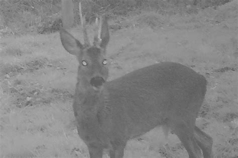 Stand Hunting For Wild Boar Roe Deer Red Deer Ww And Predatory Game