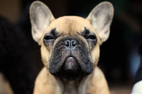 French Bulldog My Doggy Rocks