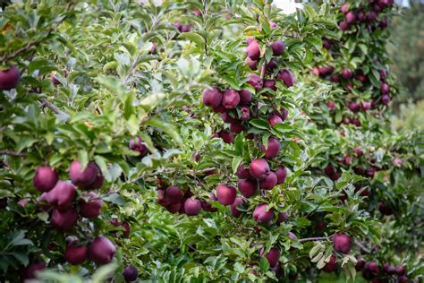 Crab Apples — Van Well Nursery