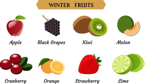 Ilustraci N De Vector De Frutas De Invierno Ilustraci N De Vector De