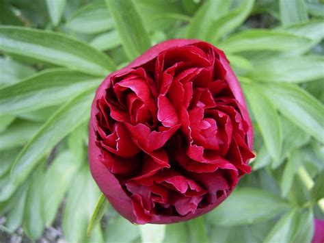 Пион Karl Rosenfield Фото И Описание – Telegraph