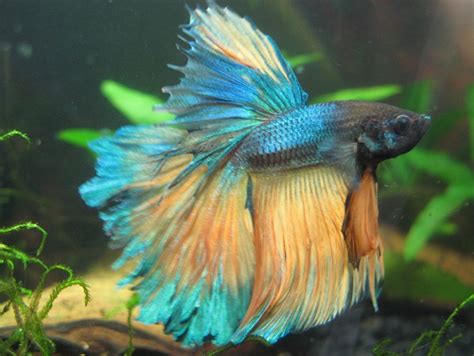 Сиамские петушки (рыбки) - аквариумные рыбки, фото, сколько живут | Уход