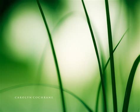 Green Nature Photography Picture | Green Nature Art Print – Carolyn ...