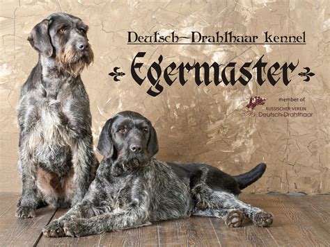 Deutsch-Drahthaar kennel "Egermaster"