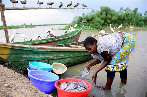 Sex For Fish Us Aid Cuts Revive Risky Behaviour In Kenya Context By Trf