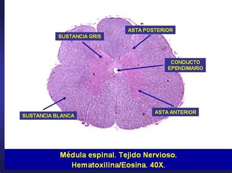 LAMINARIO FINAL DE MORFO II SISTEMA NERVIOSO Pptx