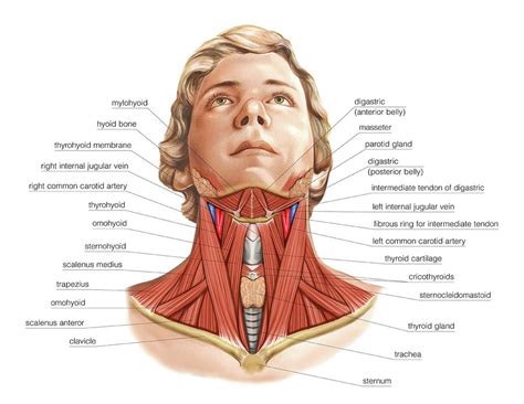 Muscles Of The Neck #1 Photograph by Asklepios Medical Atlas - Pixels