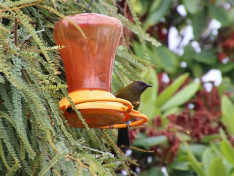 diy tui feeder  lenore schwartz blog