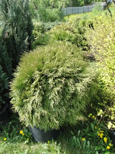 Туя западная Шаровидная