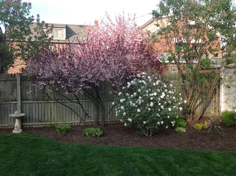 Viburnum and Purple Sand Cherry Tree in Yard