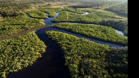 Governo estuda liberar exportação de madeira da Amazônia