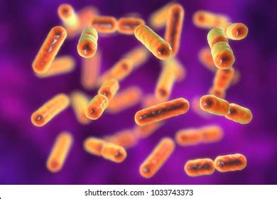 bacteria bacteroides fragilis  major components stock illustration