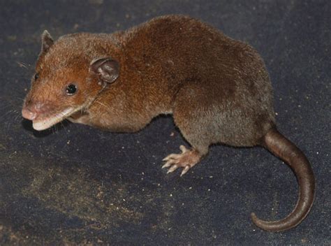 Que Nome Os Cientistas Dão Ao Rabo De Qualquer Animal - Imagem mostra uma das espécies de cuíca-de-rabo-curto, marsupial ...