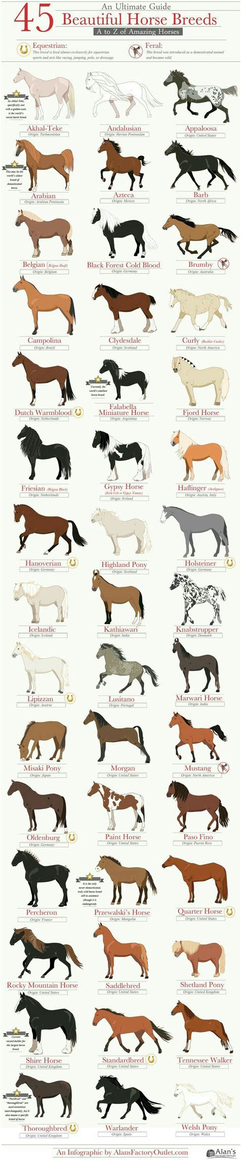 29 best Horse Breed Chart images on Pinterest | Horse breeds, Colour chart and Beautiful horses