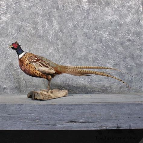 Ringneck Pheasant Bird Mount The Taxidermy Store