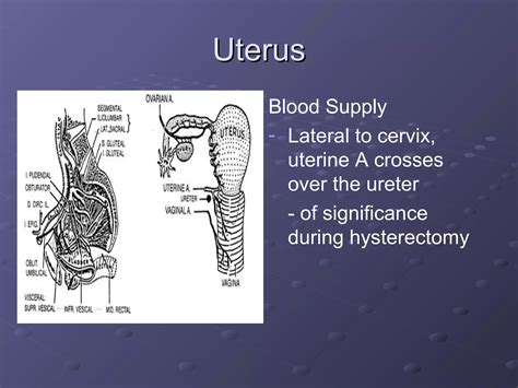 Maternal Anatomy And Physiology