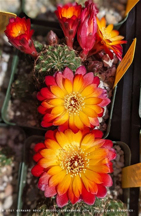 Succulent Porn From The Sacramento C S Society Plant Sale
