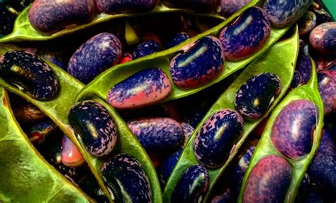 Фасоль огненно-красная (Турецкие бобы), Phaseolus coccineus | отзывы