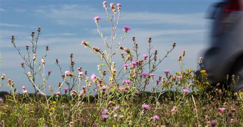 hoe de berm langs de weg een hotspot van biodiversiteit  zijn trouw