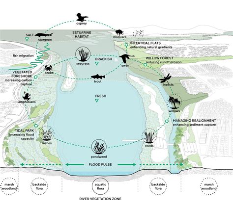 rivers  estuaries ecoshape