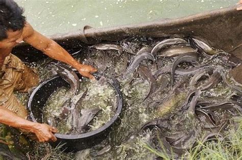 Arti Mimpi Menangkap Ikan Lele Astagfirullah Pertanda Buruk Ini Sonoraid