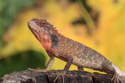 Small Chameleon Above Green Leaves Stock Photo - Image of body, flower