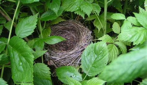 Généralités Sur La Reproduction Des Oiseaux