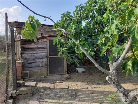 Terreno Con Oliveto Vigneto E Capanno Agricolo