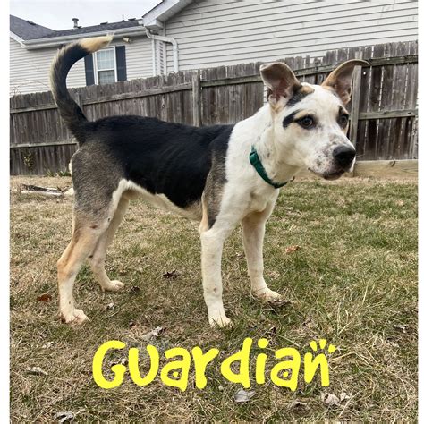 Columbus, Indiana Lost & Found Pets