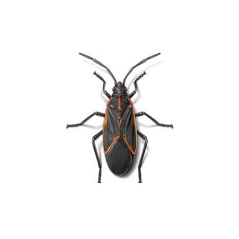 Boxelder Bug Identification Habits And Behavior Russells Pest Control