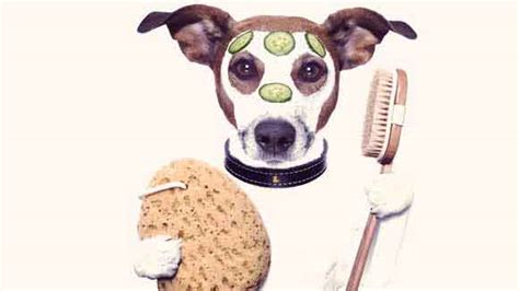 How To Groom A Rough Coated Jack Russel Terrier Petcarerx