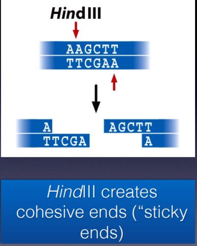 Genetics Ch 19 Recombinant DNA Technology Flashcards Quizlet