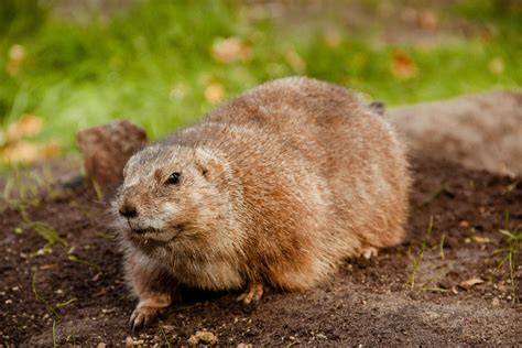 Black Mole in Black Soil · Free Stock Photo