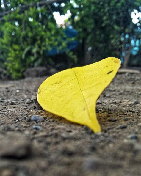 fallen leaf pixahive