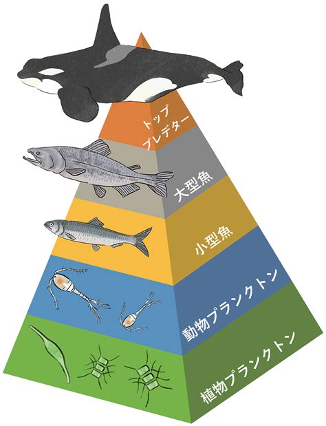 生物多様性と食物網構造をつなぐ新指標を発見 | JAMSTEC | 海洋研究開発機構 | ジャムステック