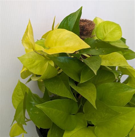 Epipremnum - Lemon Lime - Guildford Garden Centre