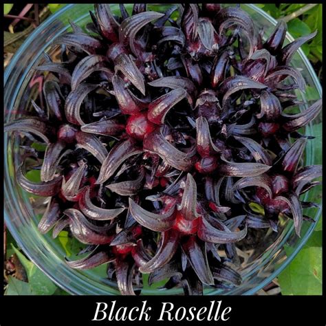 black roselle seeds hibiscus sabdariffa seeds jamaican sorrel