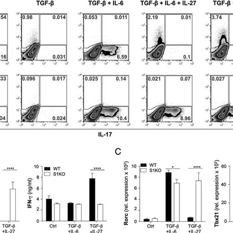 Il Induced S Ko Th Cells Cause Eae Upon Adoptive Transfer A