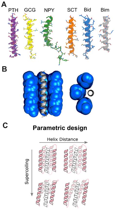 Binding Helical Peptides In Groove Scaffolds A Helical Peptide