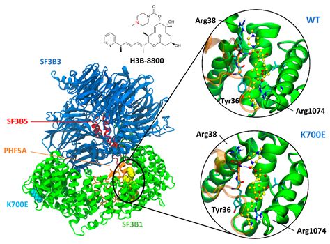 IJMS | Free Full-Text | Investigating the Molecular Mechanism of H3B ...