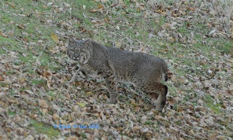 Clearlake Birds And Wildlife Eyes Of The Wild Wildlife And Scenic