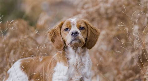 Chasse Au Chien Darret Setter Anglais Chien Nouvelles