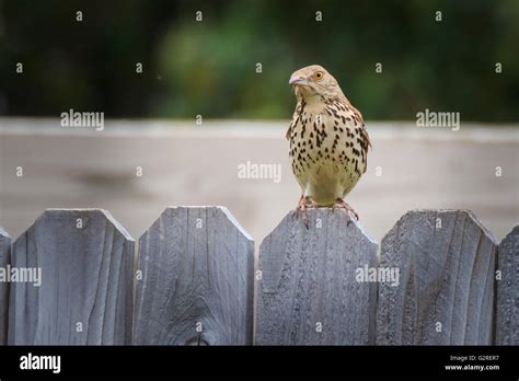 A Brown Thrasher Stis Patiently For Its Portrait Stock Photo Alamy