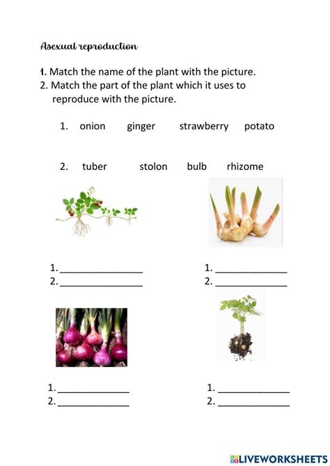 1898310 Plant Reproduction Marga65 Liveworksheets