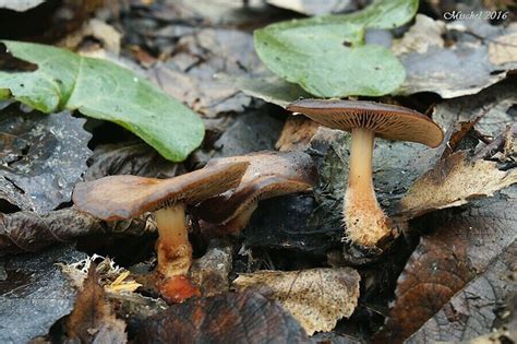 Nahuby sk Fotografia peniazovka Gymnopus vernus Ryman Antonín