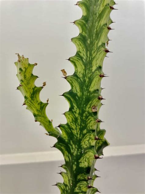 Euphorbia Trigona Highly Variegated Plantly